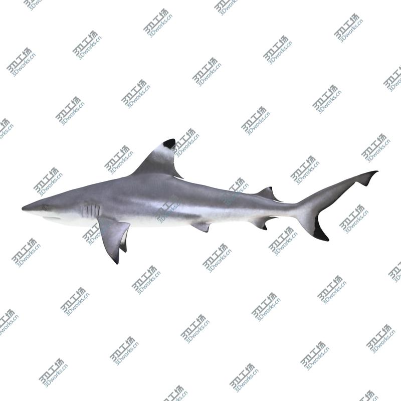 images/goods_img/20210313/Sharks Collection 10/5.jpg